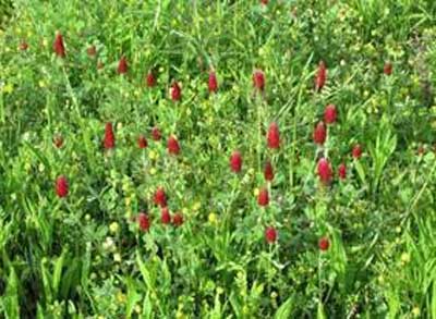 SELECTING COVER CROPS PART II